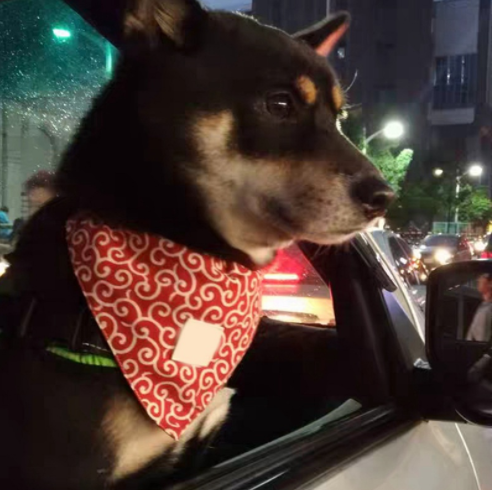 Shiba Inu Bandana